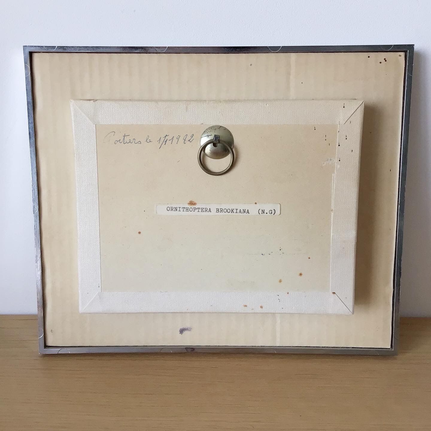 Vintage naturalized butterfly