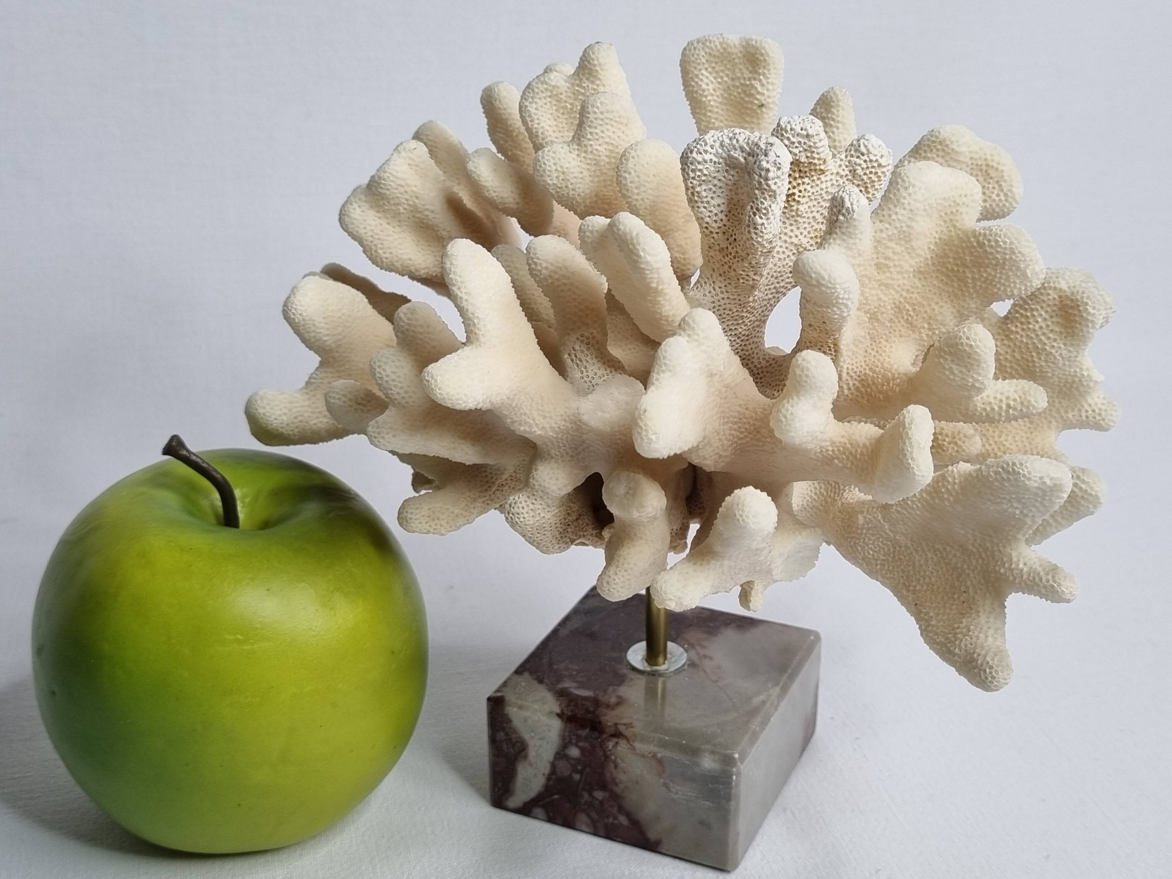 Antique White Coral on Marble Base, Height 18 cm