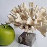 Antique White Coral on Marble Base, Height 18 cm