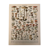 Lithograph engraving on mushrooms from 1897 (caesars)