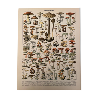 Lithograph engraving on mushrooms from 1897 (caesars)