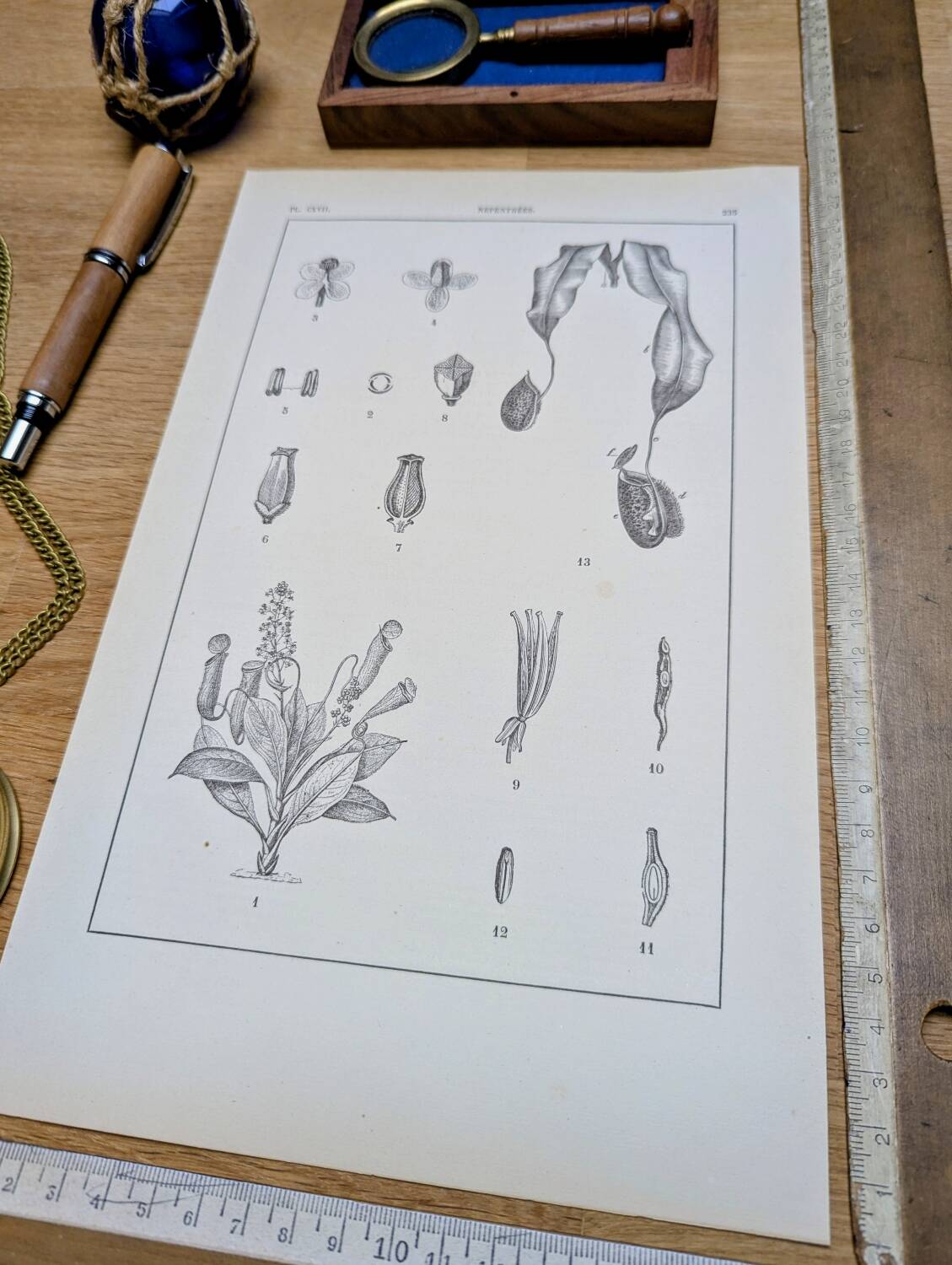 Printed in 1889, the Nepenthes (carnivorous plants).