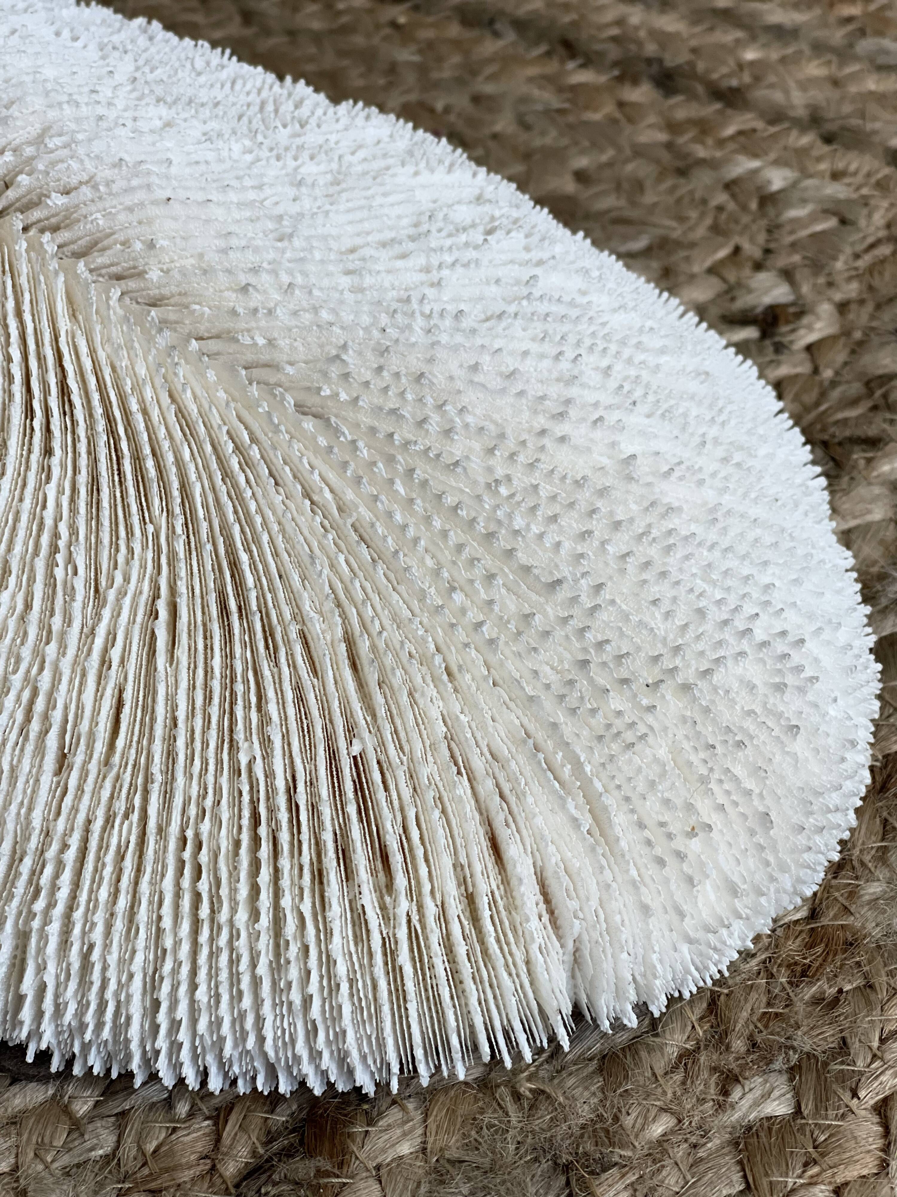 Ancient coral fungia