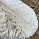 Ancient coral fungia