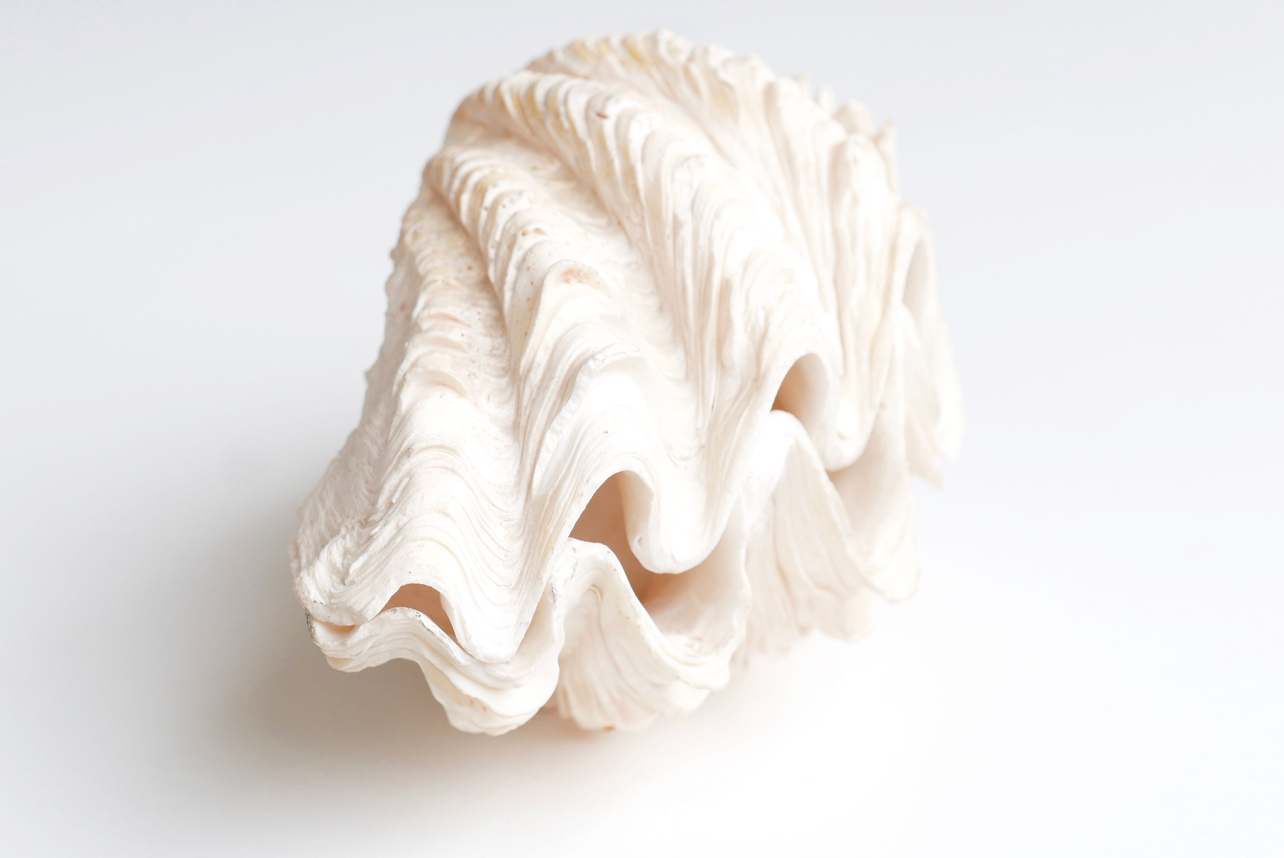 Benign shell for cabinet of curiosities, 70s
