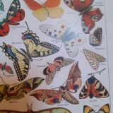 Lithograph on butterflies from 1948