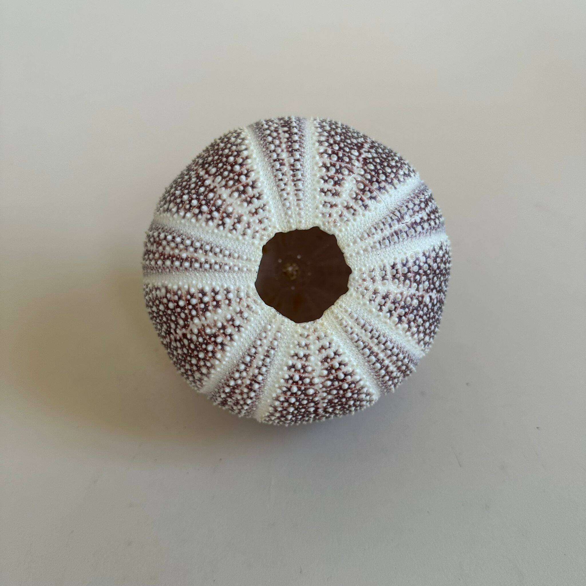 Sea urchin entomology