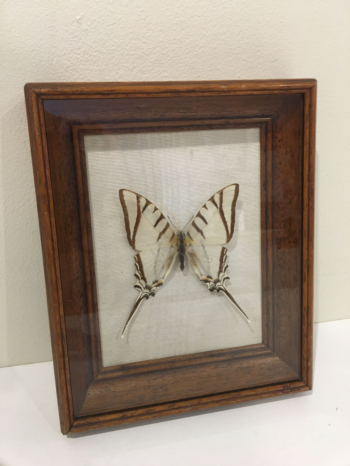 Papillon naturalisé vintage