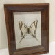Papillon naturalisé vintage