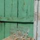 Chinon Rabelaisian glasses – Touraine – vintage glassware