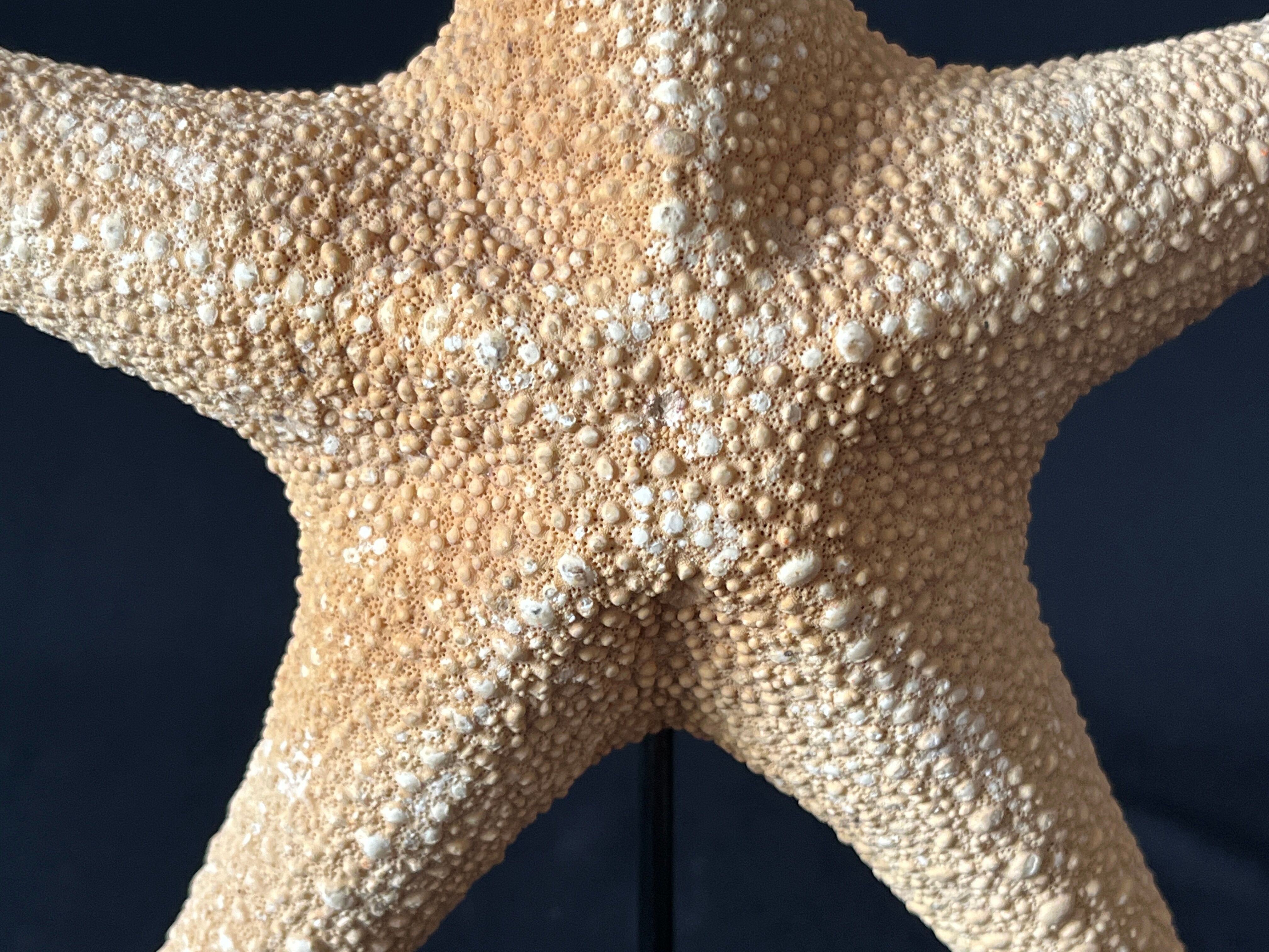 Cabinet of curiosities natural starfish on marble shell base