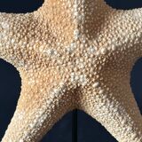 Cabinet of curiosities natural starfish on marble shell base