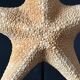 Cabinet of curiosities natural starfish on marble shell base