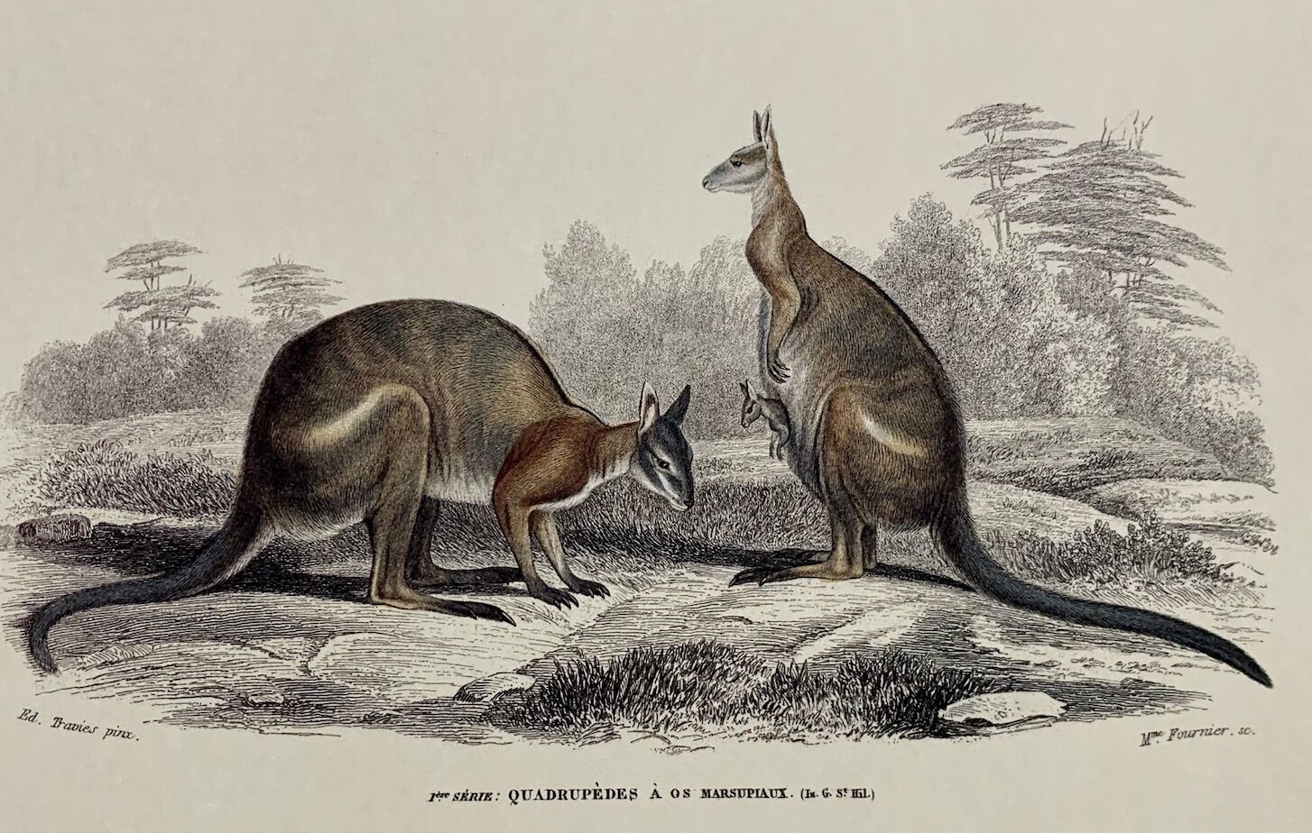 Black-backed kangaroo - illustration plate of the universal dictionary of natural history