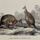Black-backed kangaroo - illustration plate of the universal dictionary of natural history