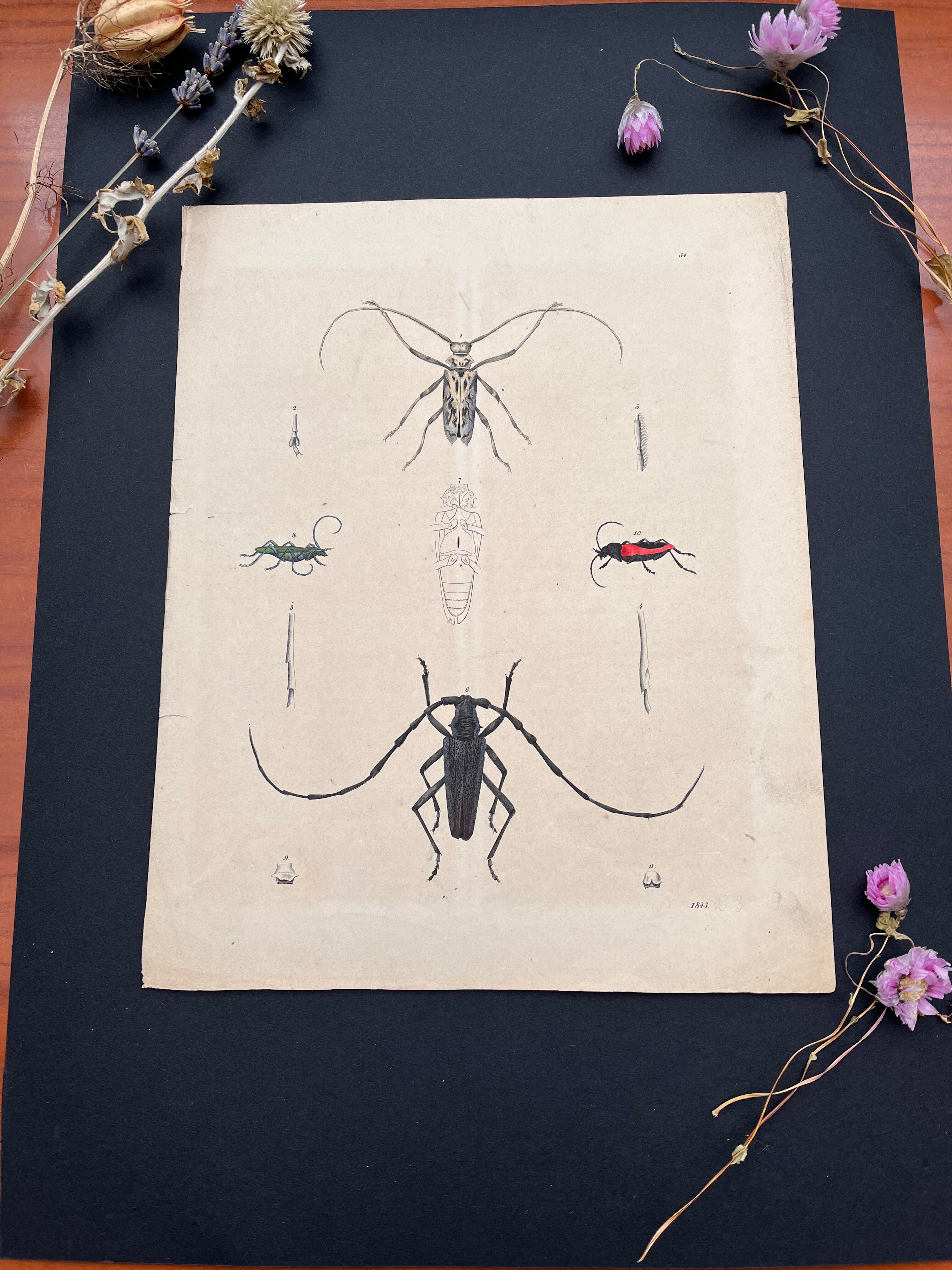 Poster (lithograph) insects
