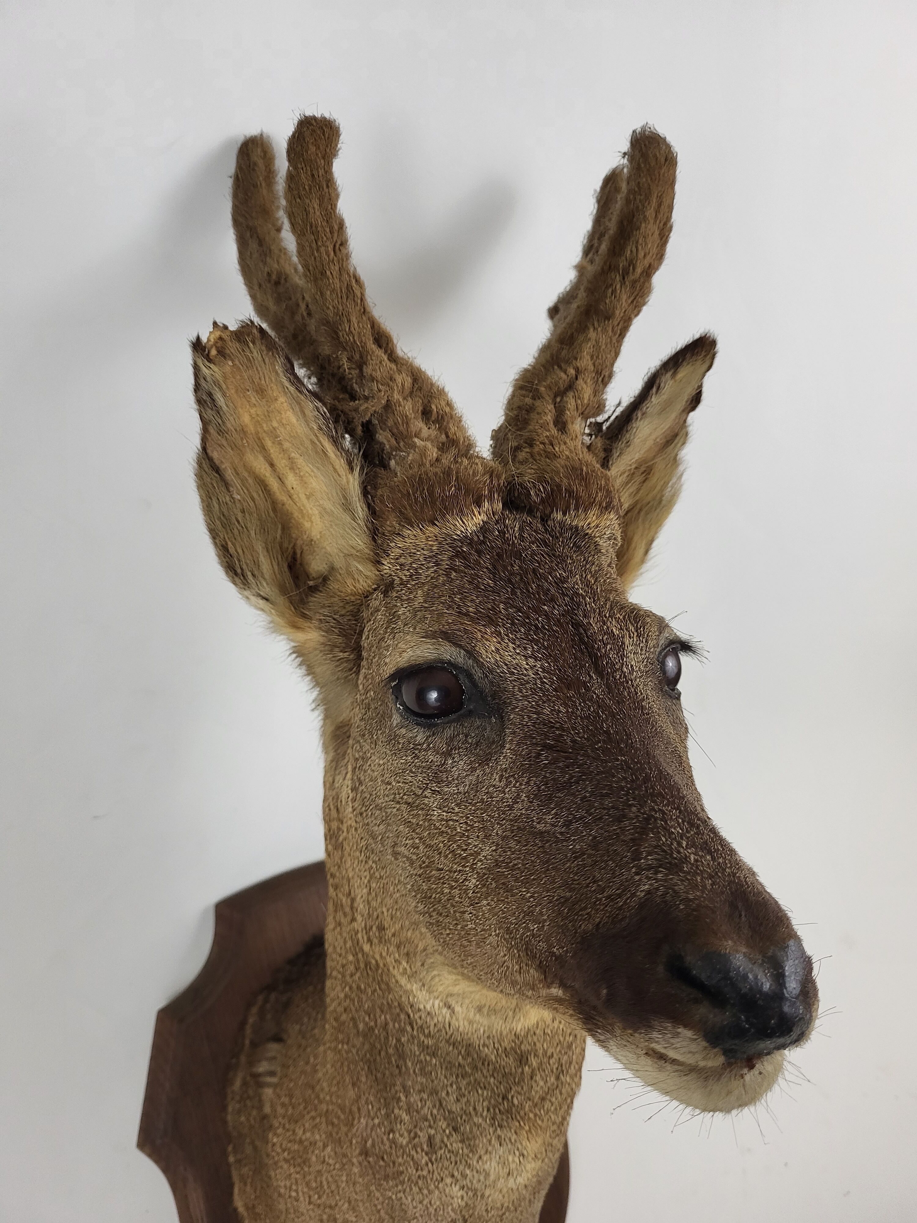 Stuffed and naturalized deer head Taxidermy