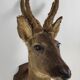 Stuffed and naturalized deer head Taxidermy