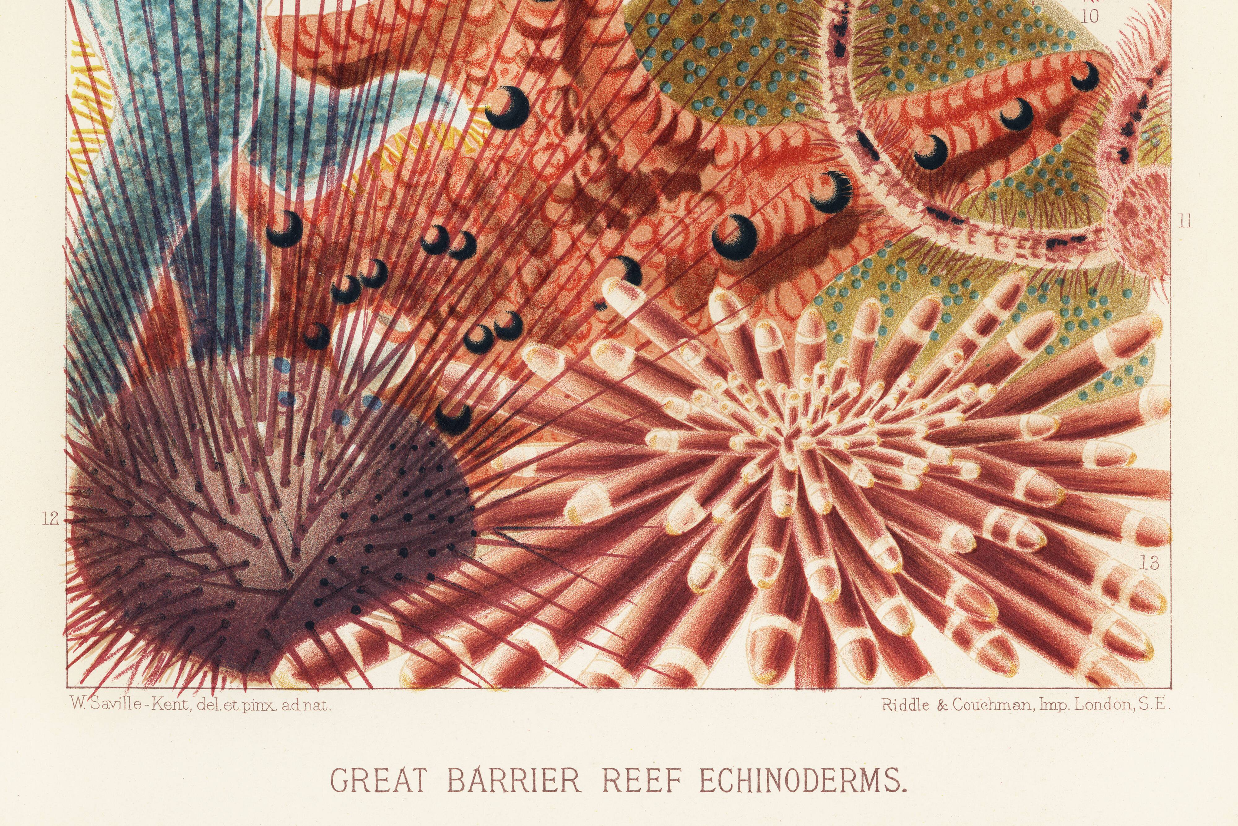 Poster about the echinoderms of the Great Barrier Reef, 1893