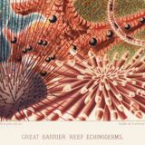 Poster about the echinoderms of the Great Barrier Reef, 1893