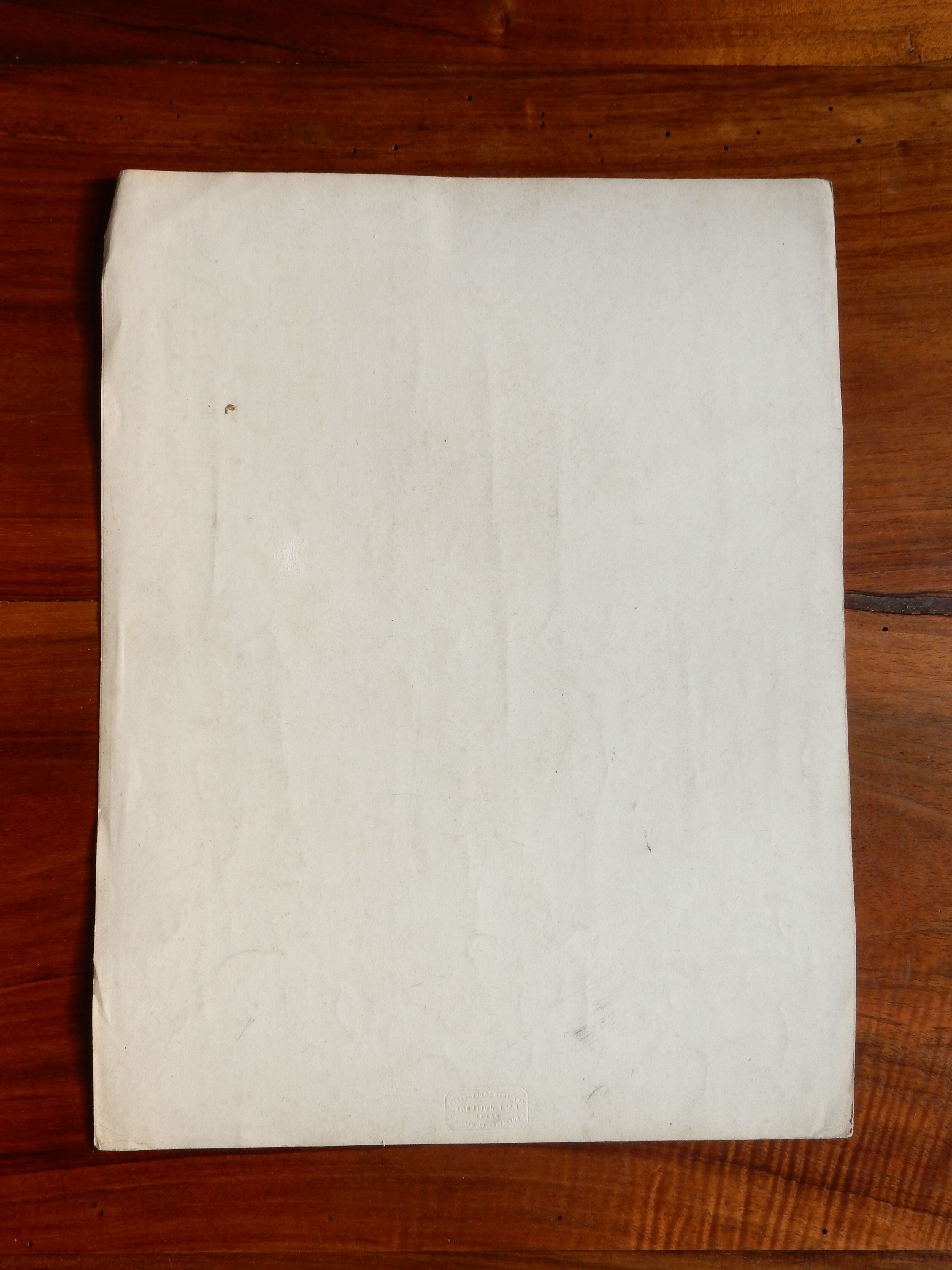 Iris botanical plate of the nineteenth century signed Turgas