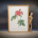 Lithograph Rosier Frankfurt