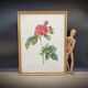 Lithograph Rosier Frankfurt