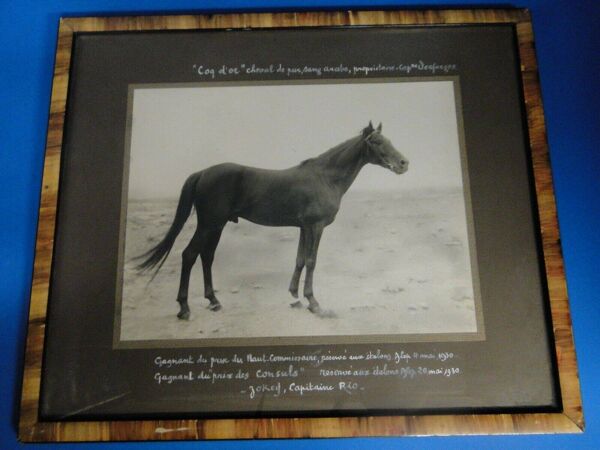 Photographie ancienne cheval Pur Sang Arabe Coq d'Or circa 1930 Alep Syrie