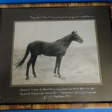 Photographie ancienne cheval Pur Sang Arabe Coq d'Or circa 1930 Alep Syrie