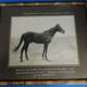 Photographie ancienne cheval Pur Sang Arabe Coq d'Or circa 1930 Alep Syrie