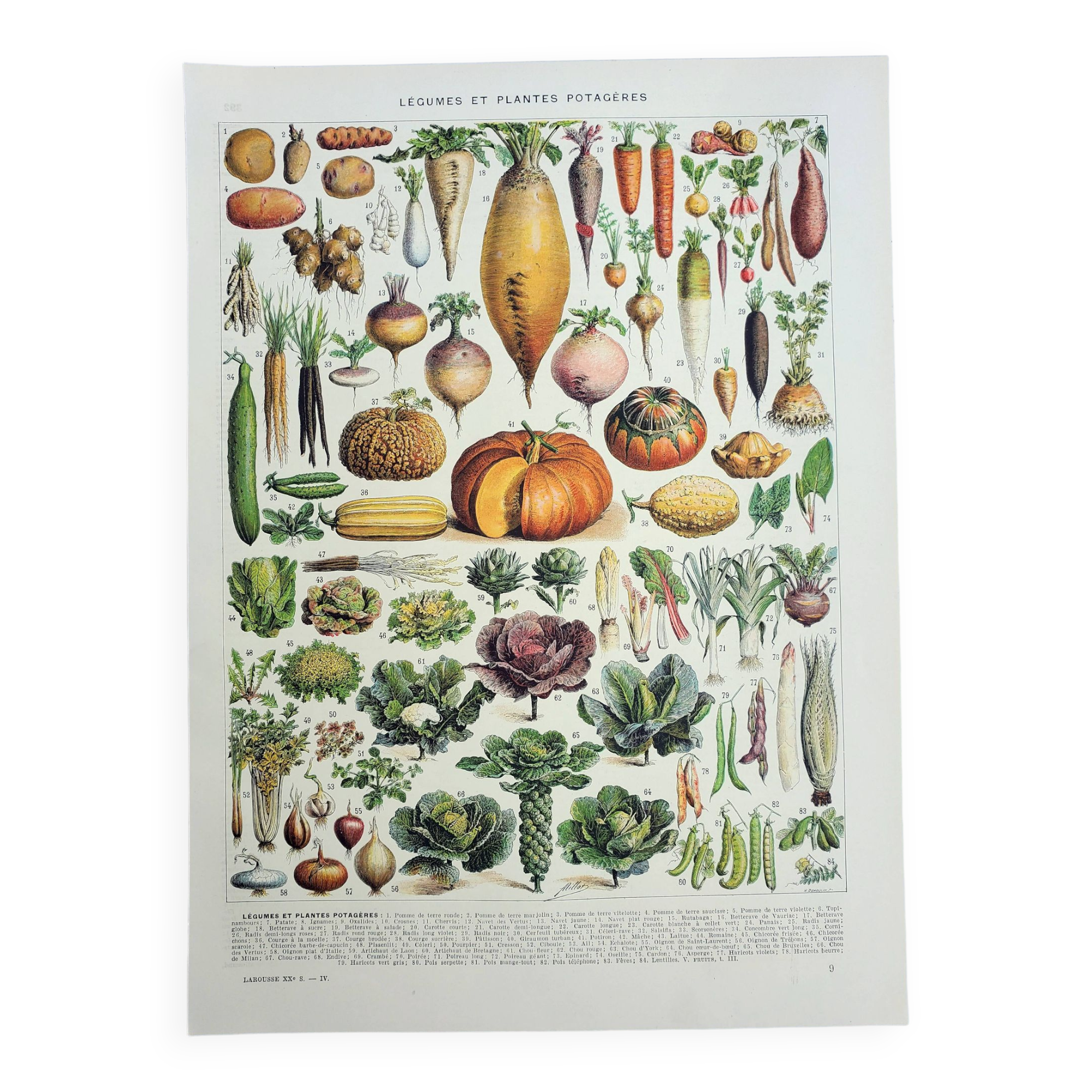 Old engraving 1928, Vegetables and vegetable plants, vegetable garden • Lithograph, Original plate