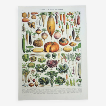 Gravure ancienne 1928, Légumes et plantes potagères, potager • Lithographie, Planche originale