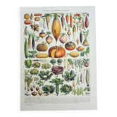 Gravure ancienne 1928, Légumes et plantes potagères, potager • Lithographie, Planche originale