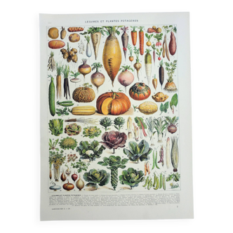Gravure ancienne 1928, Légumes et plantes potagères, potager • Lithographie, Planche originale