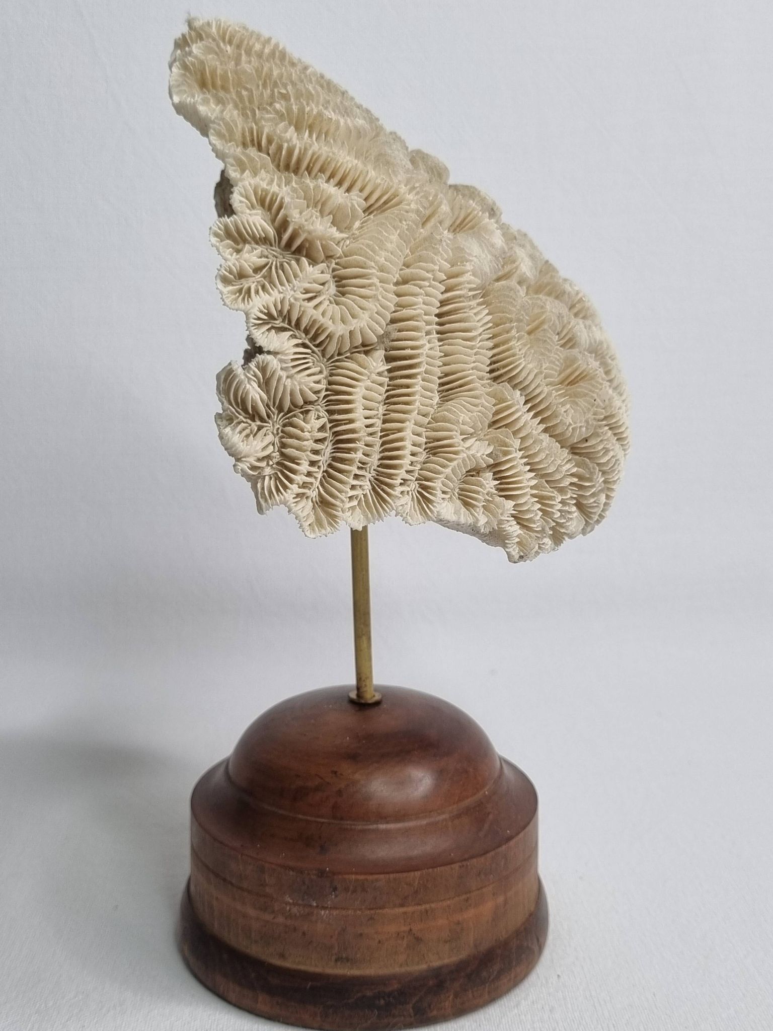 Antique Neptune coral on turned wooden base, 21 cm