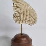 Antique Neptune coral on turned wooden base, 21 cm