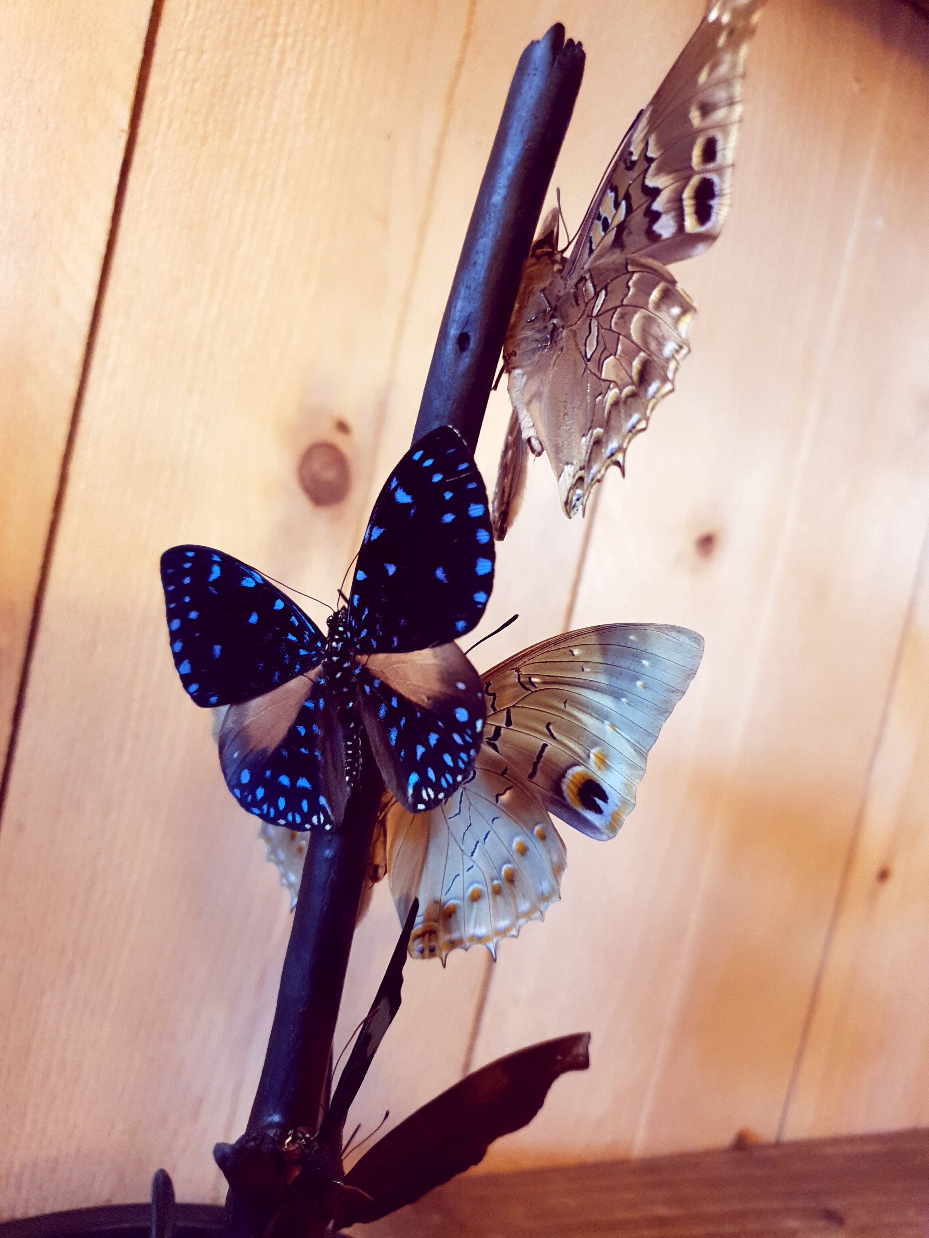 Papillons sous globe