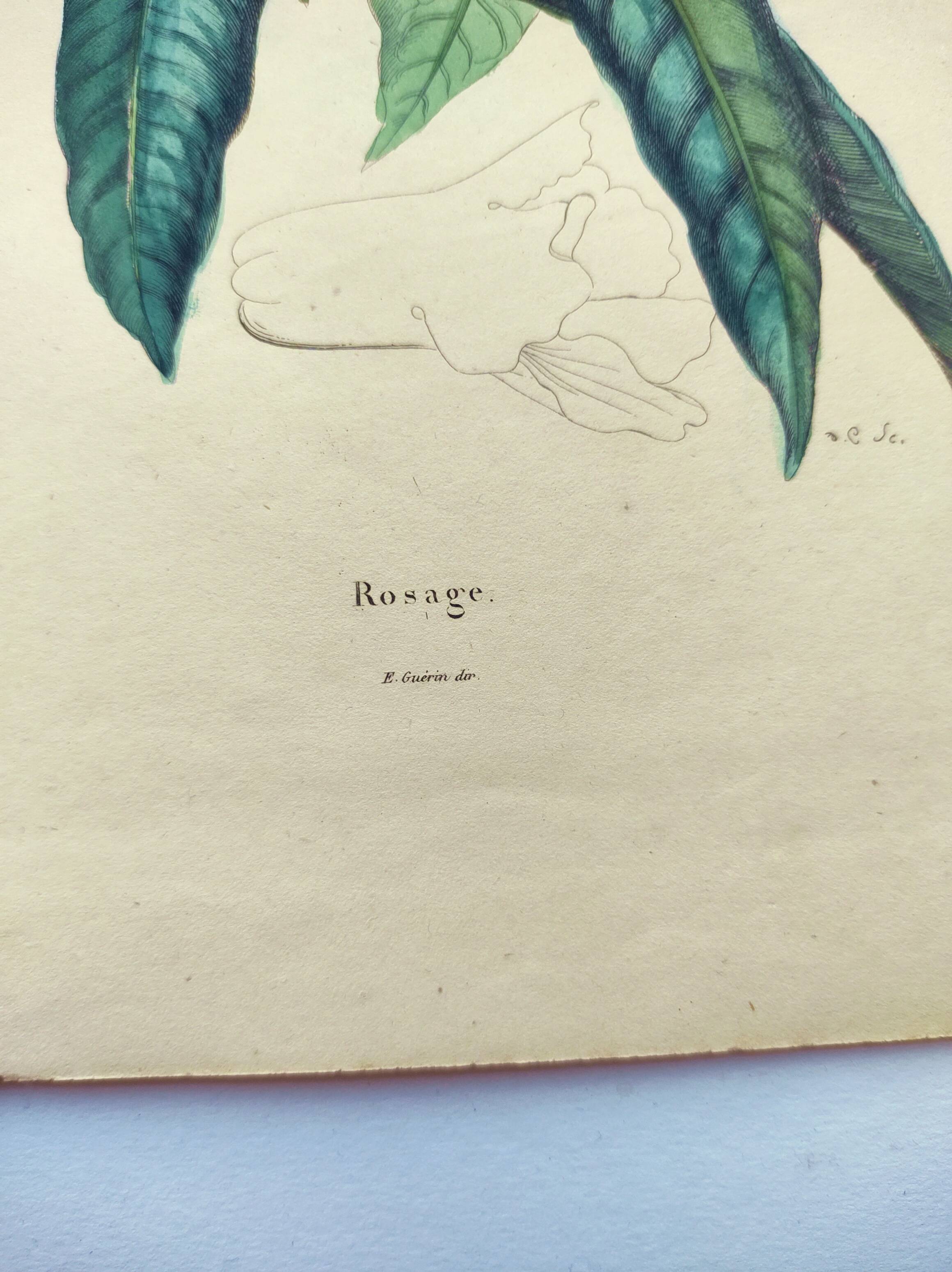 Gravure ancienne de 1838 -Rosage- Planche coloriée à la main botanique. Fleur de Du Casse.