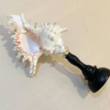 Old Murex conch shell on turned wooden base Napoleon III vintage curiosity cabinet R