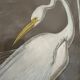 mixed media heron drawing