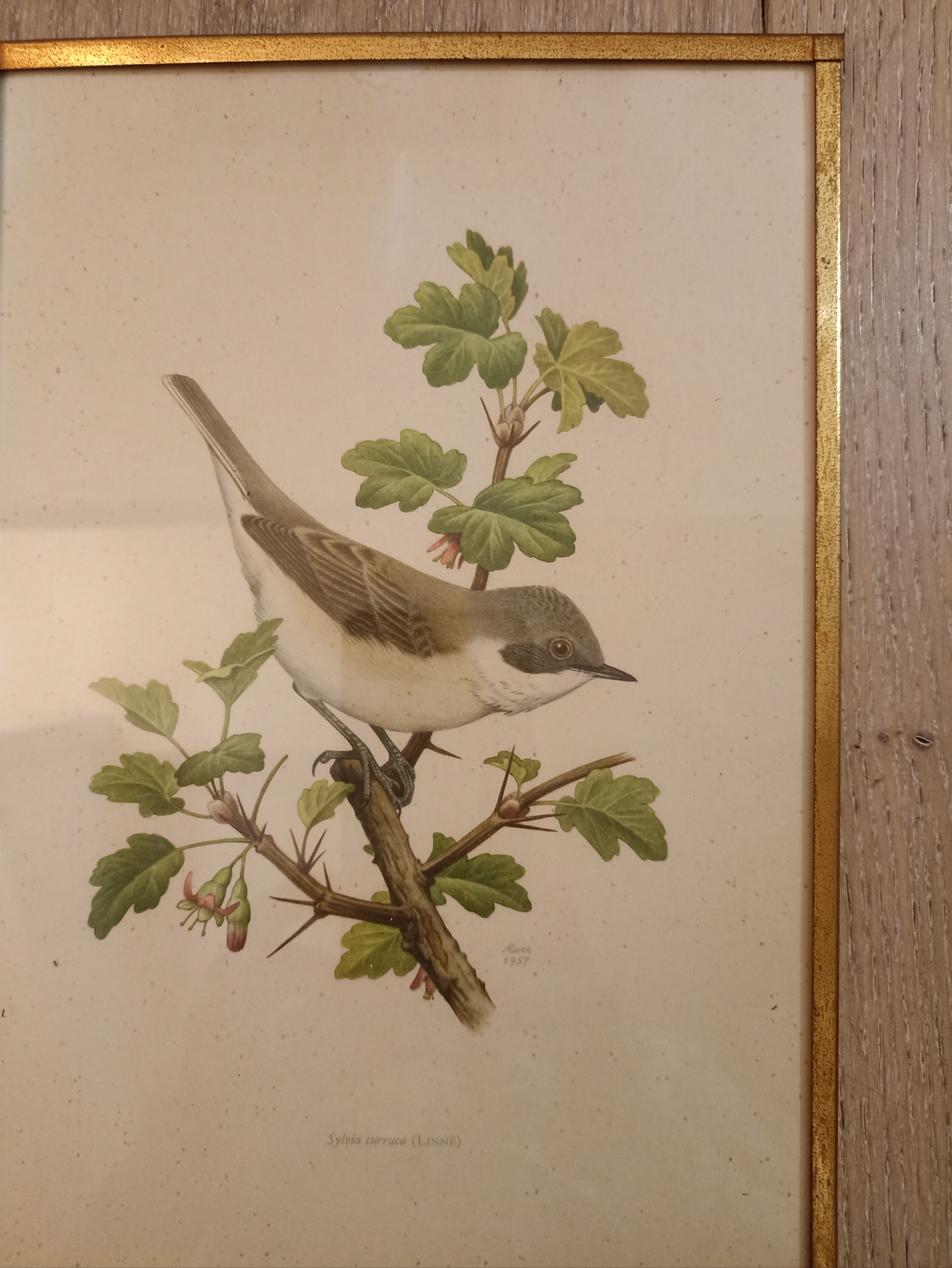 Old lithographs 1957