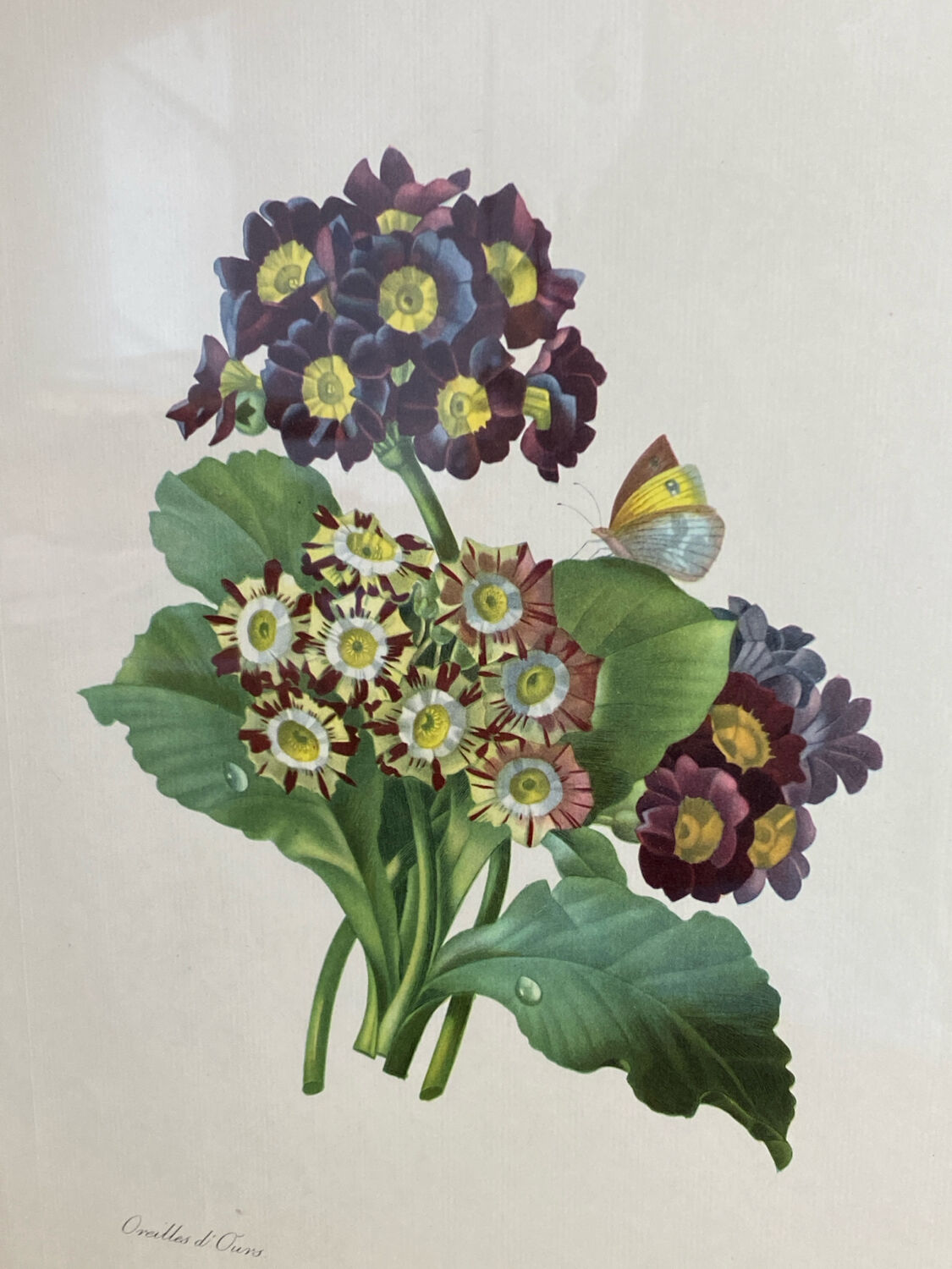 Botanical print, P-J Redouté, Bear's Ears