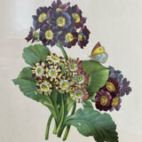 Botanical print, P-J Redouté, Bear's Ears