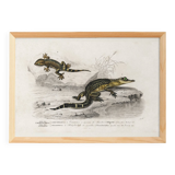 Poster about the Caiman and the Gecko, based on an old engraving from 1849.