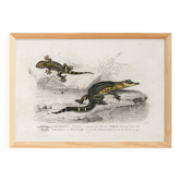 Affiche sur le Caïman et le Gecko, d’après une gravure ancienne de 1849.
