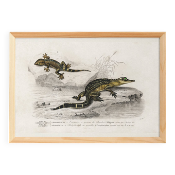 Poster about the Caiman and the Gecko, based on an old engraving from 1849.