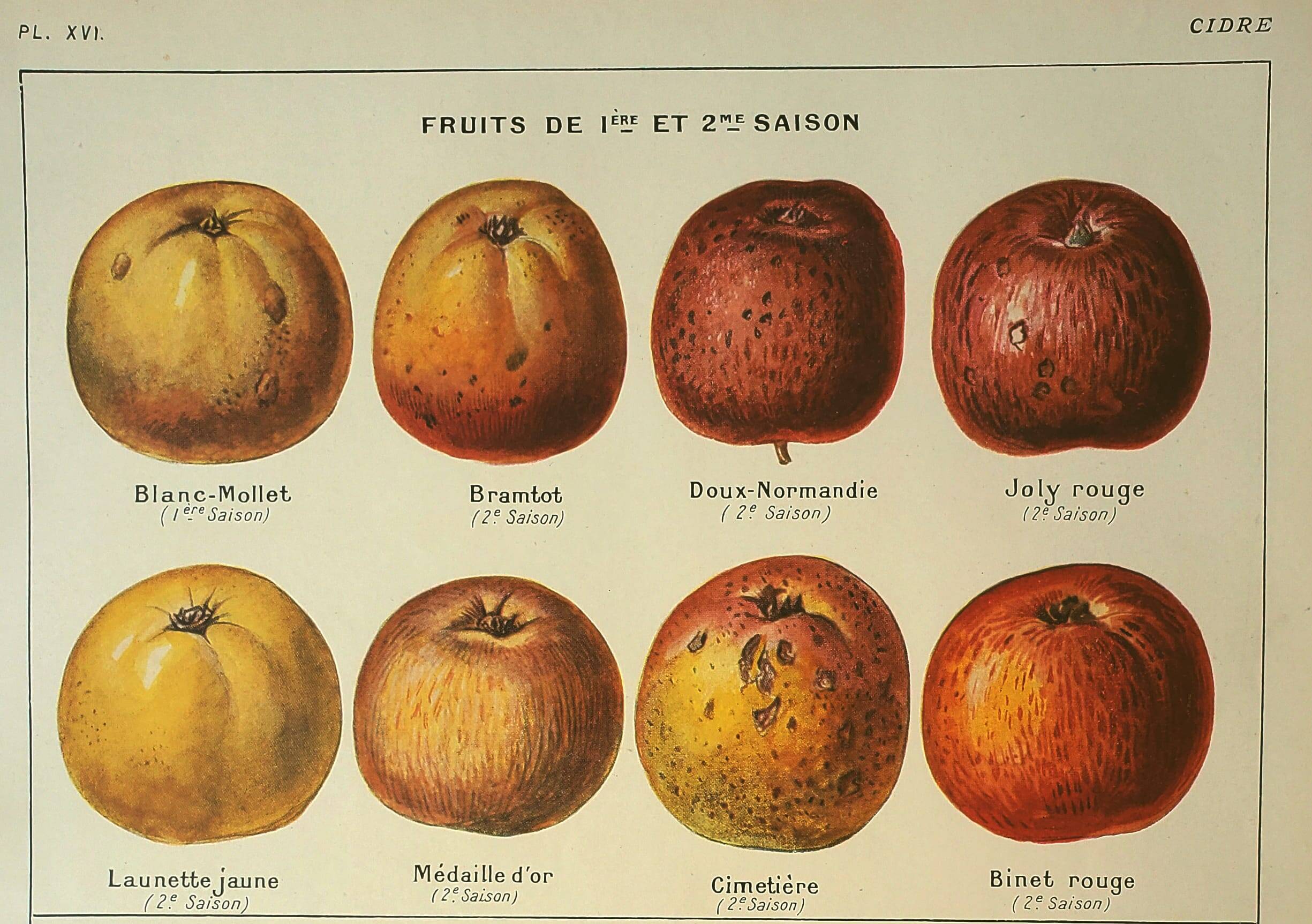 Botanical engraving - 1921 - Cider apple - Lithograph, variety plate