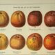 Botanical engraving - 1921 - Cider apple - Lithograph, variety plate