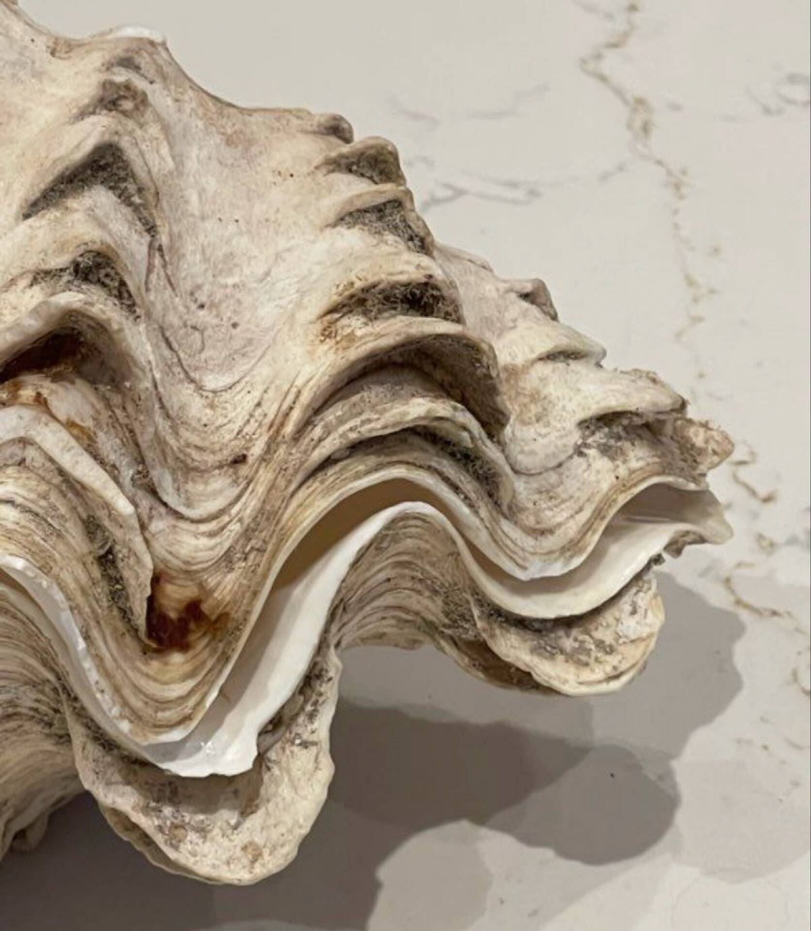 Blessed bivalve shell
