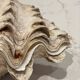 Blessed bivalve shell
